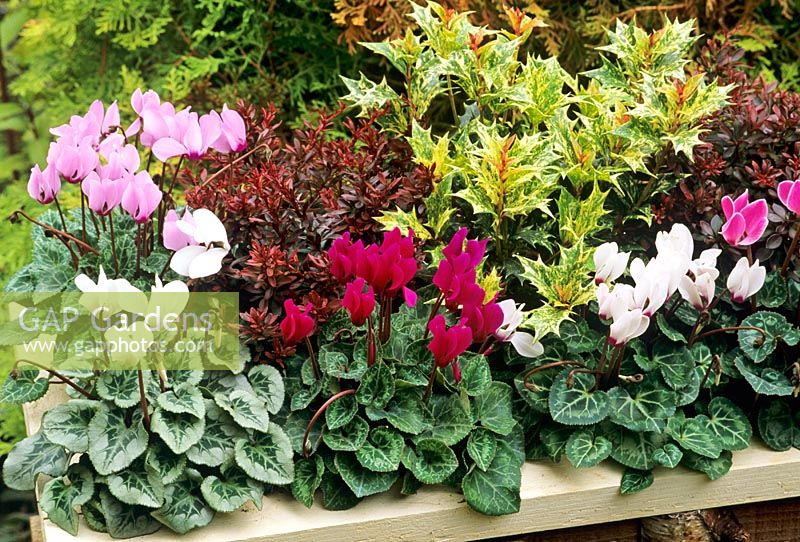 Rustic trough planted for autumn and winter interest - Cyclamen 'Miracle' backed by the contrasting leaves of Osmanthus heterophyllus 'Goshiki' and Berberis thunbergii atropurpurea 'Bagatelle'