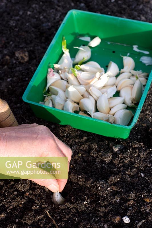 Planting garlic 'Germidour'