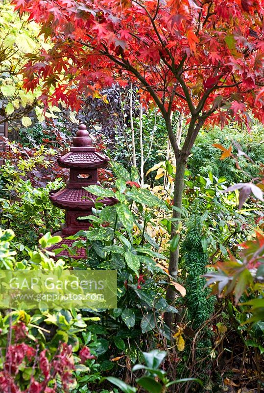 Lantern in Japanese garden in autumn under Acer and many deciduous trees and shrubs grown for their foliage, showing stunning autumnal tints and hues - Four Seasons Garden NGS, Walsall, Staffordshire 