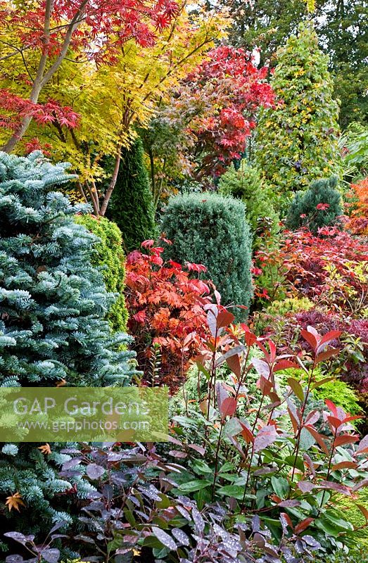 Acers and many evergreens, conifers, deciduous trees and shrubs grown for their foliage, showing stunning autumnal tints and hues - Four Seasons Garden NGS, Walsall, Staffordshire 