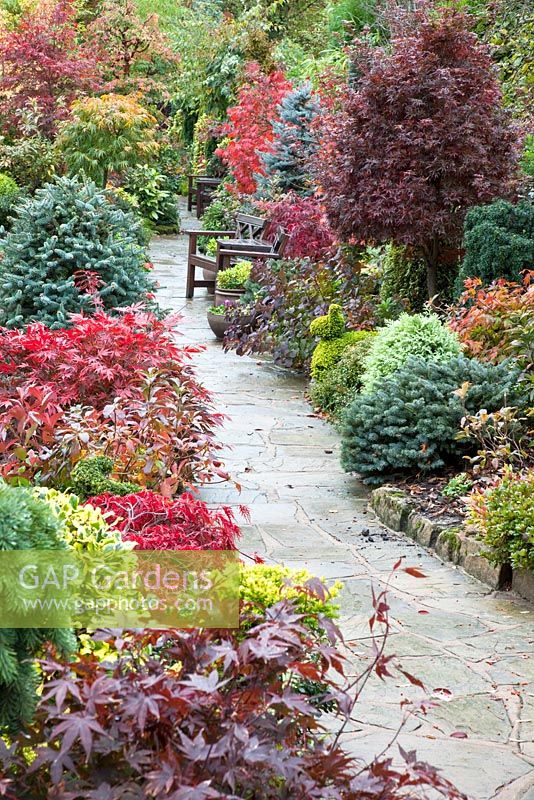 Paths and quiet seating area in Japanese style garden in autumn with Acers and many deciduous trees, shrubs and conifers grown for thier foliage, some showing stunning autumnal tints and hues - Four Seasons Garden NGS, Walsall, Staffordshire 