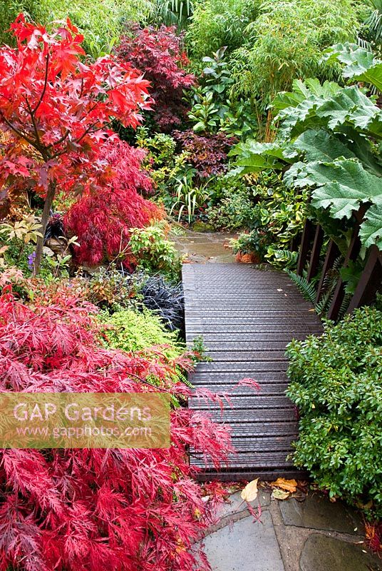 Small wooden bridge in Japanese style garden in autumn with Acers and many deciduous trees and shrubs grown for their foliage, showing stunning autumnal tints and hues - Four Seasons Garden NGS, Walsall, Staffordshire 