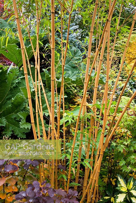 Phyllostachys aureosulcata 'Aureocaulis' - Yellow Groove Bamboo in autumn - Four Seasons Garden NGS, Staffordshire