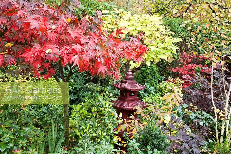 Evergreen shrubs, Acers and many deciduous trees and shrubs grown for their foliage, showing stunning autumnal tints and hues in Japanese style garden - Four Seasons Garden NGS, Walsall, Staffordshire 