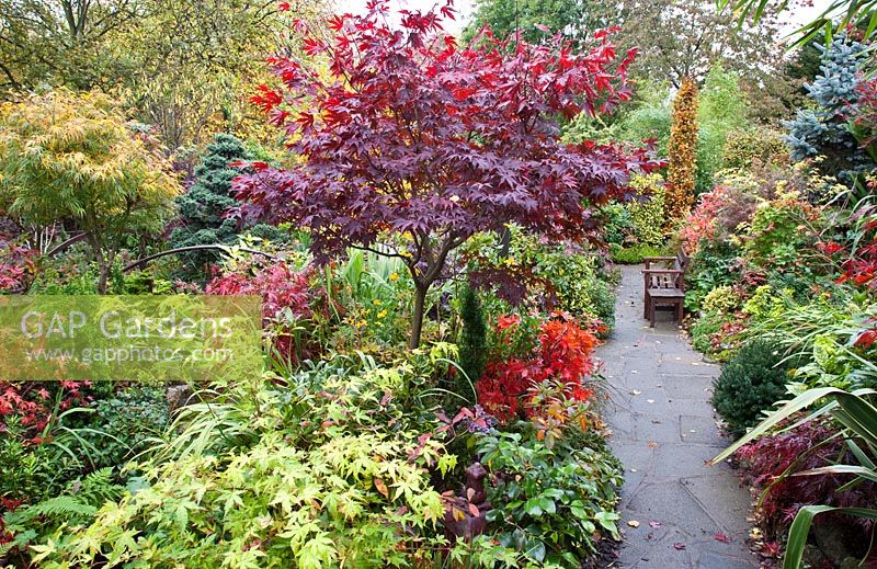 Paved pathway leading to quiet seating area in Japanese style garden in autumn with Acers and many deciduous trees, shrubs and conifers grown for their foliage, some showing stunning autumnal tints and hues - Four Seasons Garden NGS, Walsall, Staffordshire 