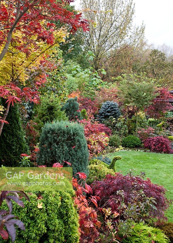 Autumn border with Acers and many deciduous trees and shrubs grown for their foliage, showing stunning autumnal tints and hues, also with wide variety of evergreens and conifers - Four Seasons Garden NGS, Walsall, Staffordshire 