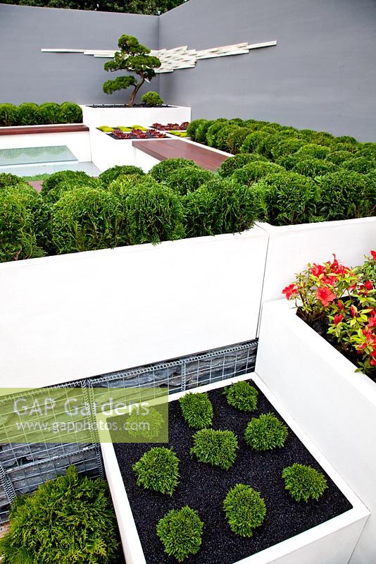 White raised planters with Bonsia and Thuja occidentalis 'Danica'. The Modern Rock Garden, sponsored by Tecnoplan co Ltd - Silver-Gilt Flora medal winner for Urban Garden at RHS Chelsea Flower Show 2009