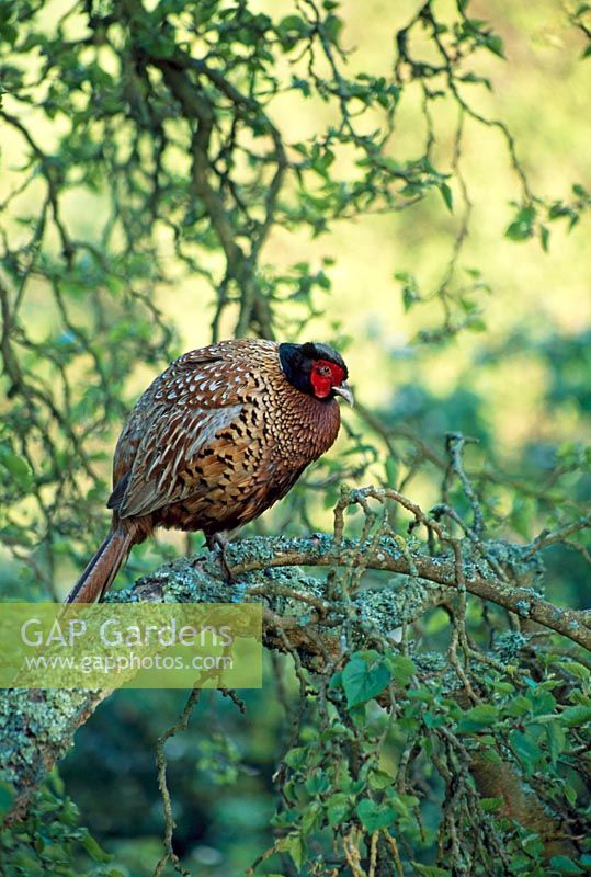 Phasianus colchicus - Cock Pheasant roosting in tree