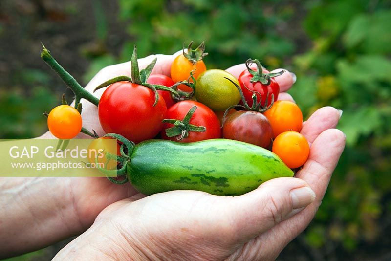 A handful of Tomatoes including 'Green Sausage', 'Gardeners' Delight', 'Gold Cherry', 'Black Cherry', 'Matina', Ailsa Craig' and 'Tomatoberry'