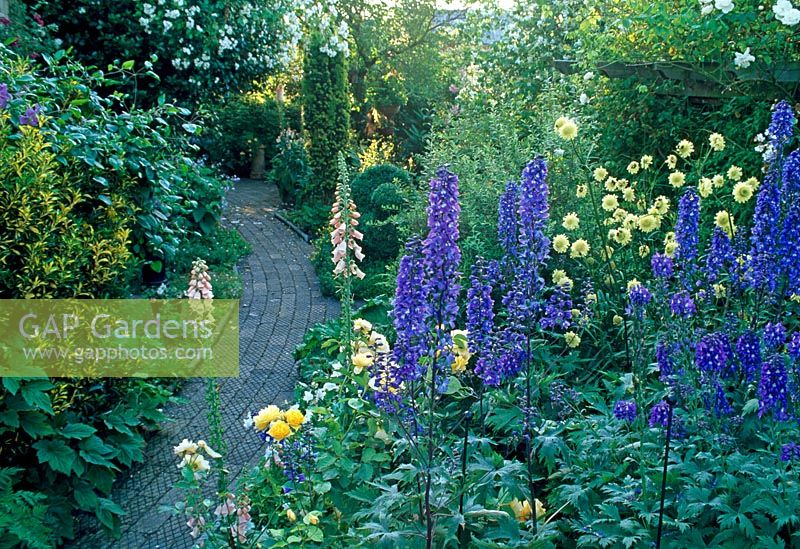 View along curved path in cottage style garden, with Delphiniums, Foxgloves, Roses and Cephalaria gigantea