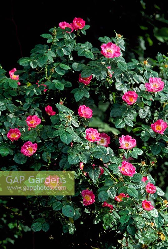 Rosa eglanteria syn. Rosa rubiginosa -  Flora McIvor