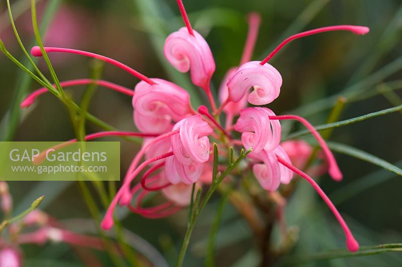 Grevillea longistyla x johnsonii 'Long John' - Cranbourne Botanical Gardens, Australia
