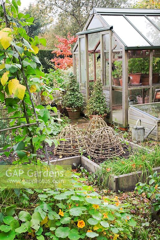The vegetable garden in Autumn with Runner Beans, Nasturtiums and bamboo cloches by the greenhouse