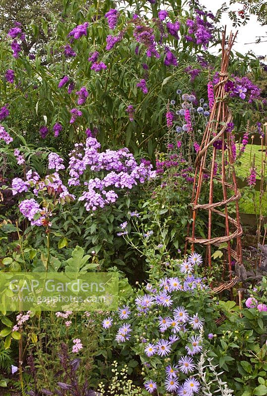 Phlox Buddleja and Asters in late summer at Lilac Cottage (NGS), Staffordshire