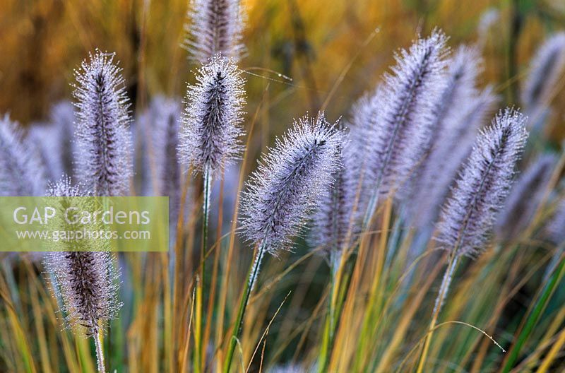 Pennisetum alopecuroides 'Cassian' with dew in Autumn at Piet Oudolf's garden, Hummelo, The Netherlands