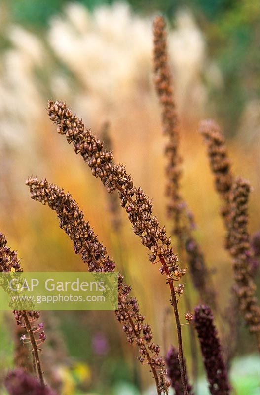 Seedheads of Actaea simplex 'James Compton' in Piet Oudolf's garden, Hummelo, The Netherlands