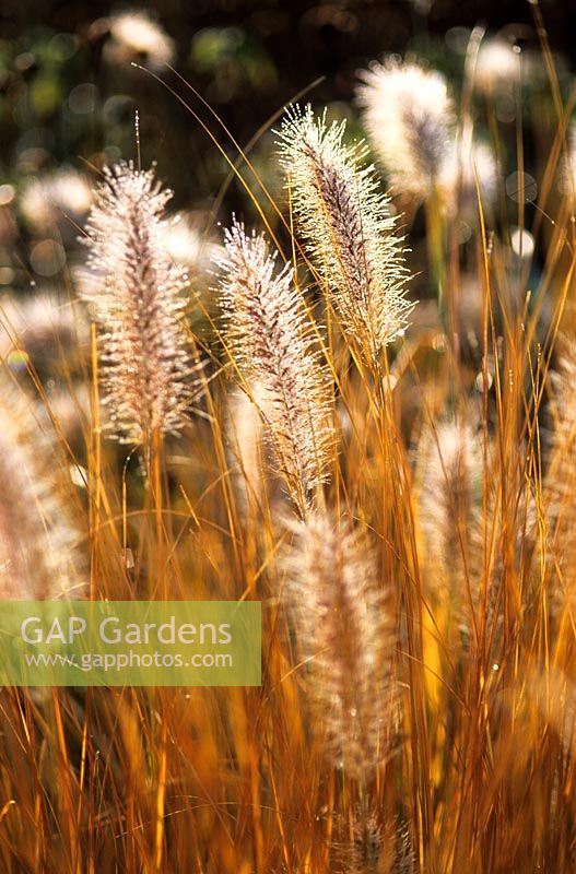Pennisetum alopecuroides 'Cassian' with dew in Autumn at Piet Oudolf's garden, Hummelo, The Netherlands