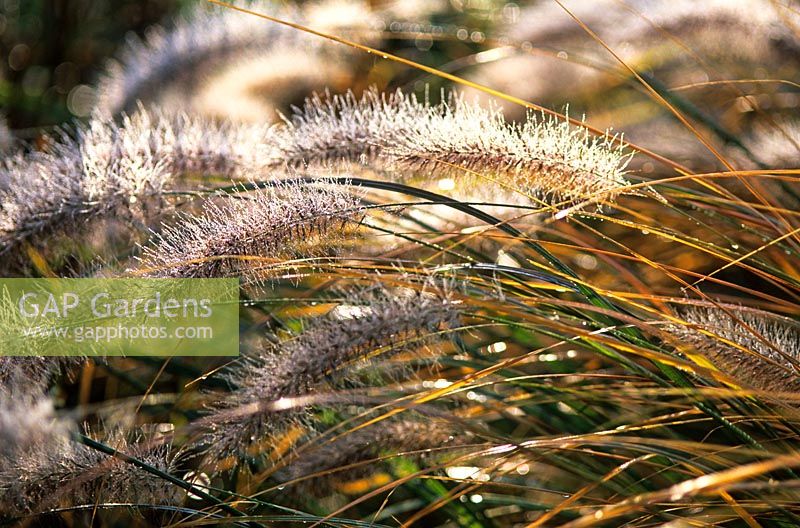 Pennisetum alopecuroides 'Cassian' with dew in autumn at Piet Oudolf's garden, Hummelo, The Netherlands