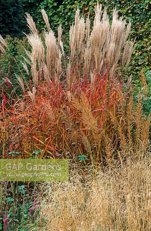 Autumn border with foliage of grasses and perennials including Miscanthus sinensis 'Flammenmeer', Calamagrostis, Deschampsia cespitosa 'Goldschleier' and Monarda 'Oudolf's Charm' in Piet Oudolf's garden, Hummelo, The Netherlands