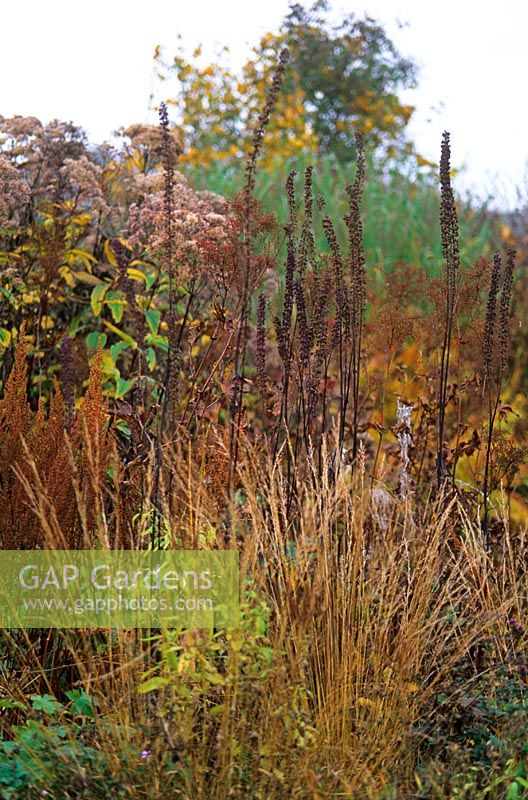 Autumn border with seedheads and foliage of grasses and perennials including Actaea simplex 'James Compton', Eupatorium and Astilbe in Piet Oudolf's garden, Hummelo, The Netherlands