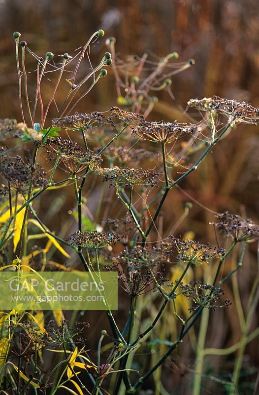 Foeniculum vulgare seedheads with dew and spiders webs in autumn at Piet Oudolf's garden, Hummelo, The Netherlands