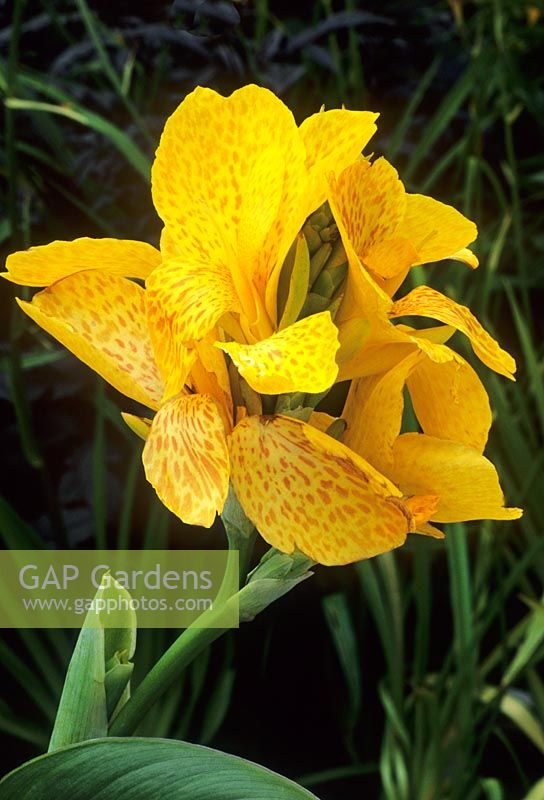 Canna 'Tropical Yellow'
