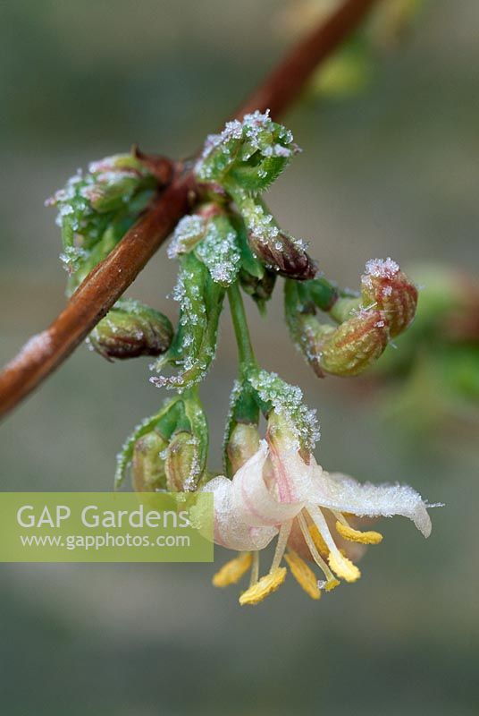 Lonicera x purpusii with frost