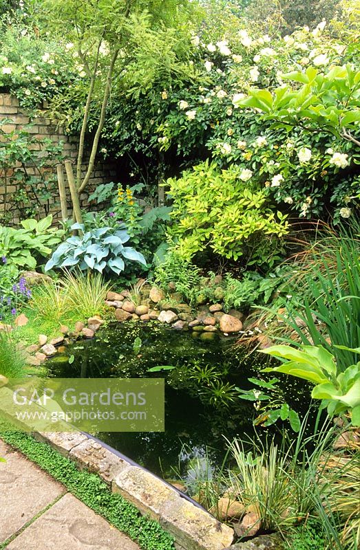 Small wildlife pond in shady corner. Flexible pond liner covered with layer of large pebbles to provide access for amphibians. Ferns, Hostas and Acorus gramineus - New Square, Cambridge