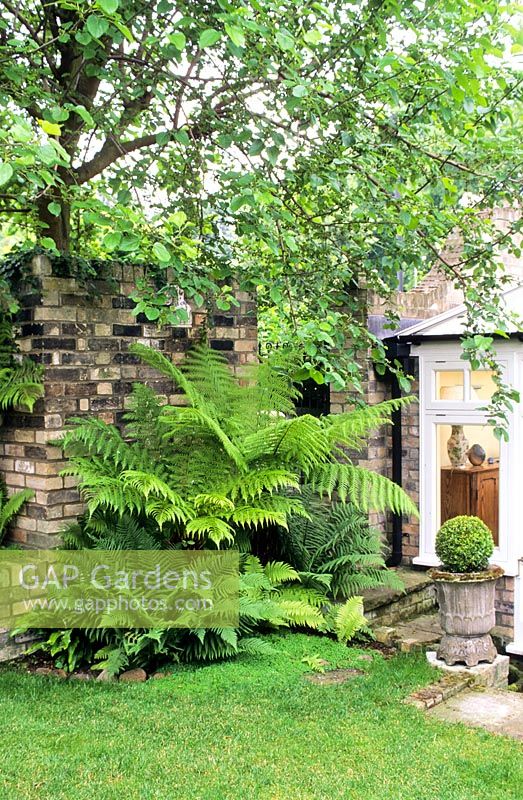 Dicksonia antarctica and Dryopteris filix mas in shady corner under mulberry tree beside wall. Box ball in vintage stone urn -New Square, Cambridge