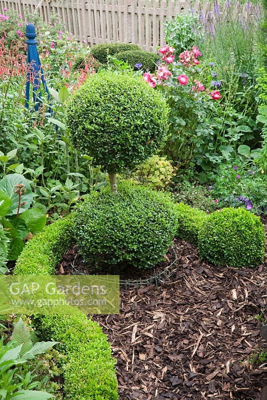Buxus sempervirens - Box snake curving around a clipped topiary double ball