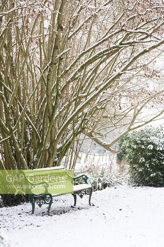 Bench under Corylus - Hazel tree with snow at Honeybrook House Cottage, Worcestershire