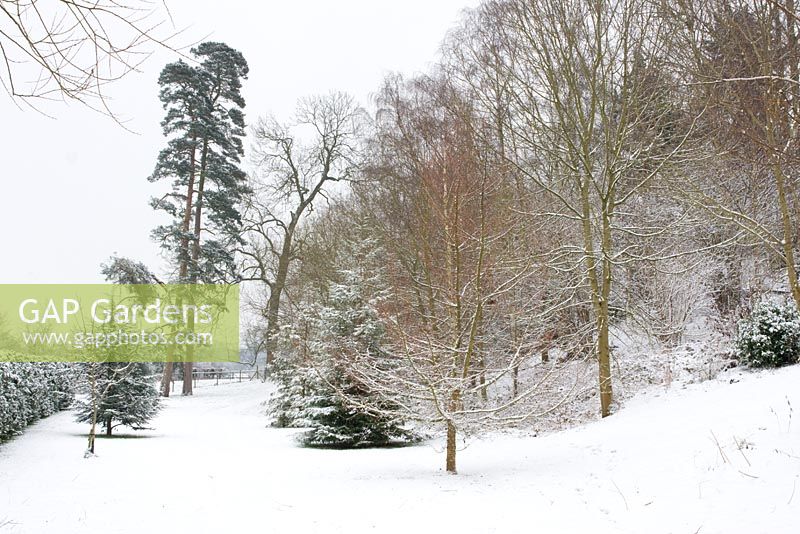 Trees in snow at Honeybrook House Cottage, Worcestershire