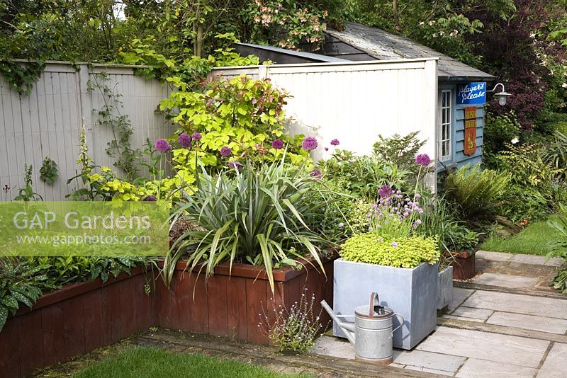 A quirky town garden in May filled with antique objects and Alliums. Raised beds contain Phormium, Alliums, Golden Hop, Carex buchanii and Pulmonaria. Small lawn and brick and york stone paths lead to rustic shed painted blue.