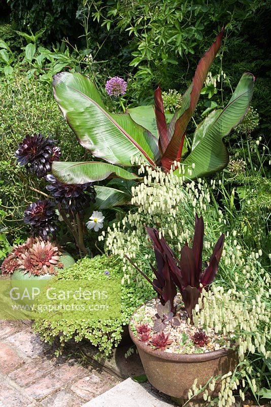 Collection of potted plants with Musa basjoo newly unfurled, Aeonium 'Zwartkop', glazed pots with Sempervivum and Briza maxima. A quirky town garden in May.