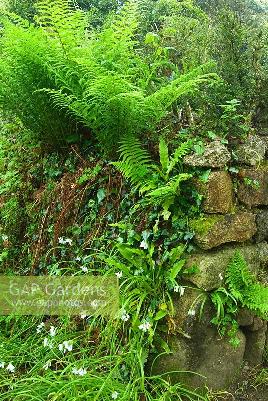 Stone wall colonised by Ferns, Omphalodes - Navelwort, Ivy and Alliums in May. Trewidden, Buryas Bridge, Penzance, Cornwall, UK