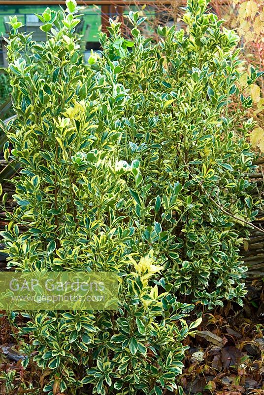 Euonymus japonicus 'Bravo'. The Sir Harold Hillier Gardens/Hampshire County Council, Romsey, Hants, UK. Dcember