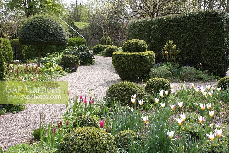 Tulipa tarda, Tulipa 'Uncle Tome' and topiary balls in Spring border with Gravel path - The Teagarden is a combination of model garden, garden shop and tearoom in Weesp. 