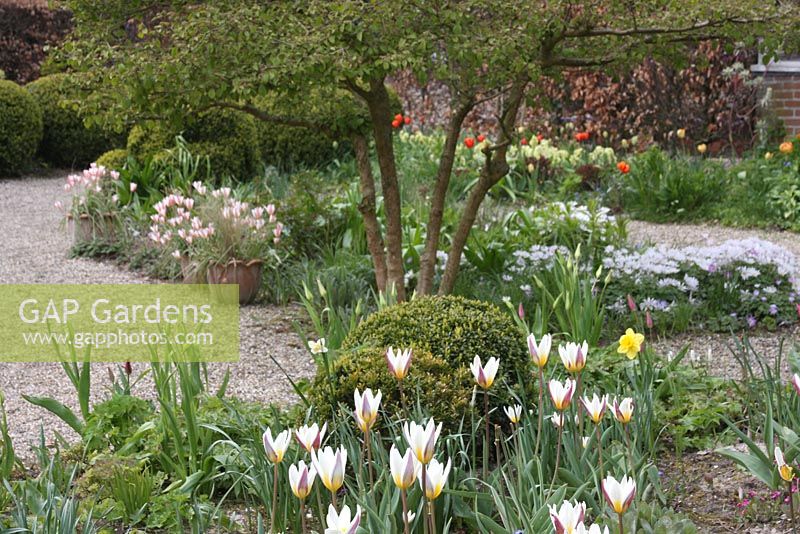 Tulipa tarda and topiary balls in Spring border. The Teagarden is a combination of model garden, garden shop and tearoom in Weesp.