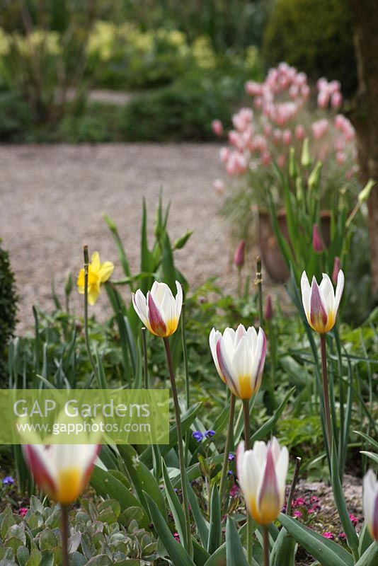 Tulipa tarda in Spring border. The teagarden is a combination of model garden, garden shop and tearoom in Weesp