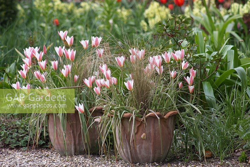 Tulips tarda in pot -  The Teagarden is a combination of model garden, garden shop and tearoom in Weesp