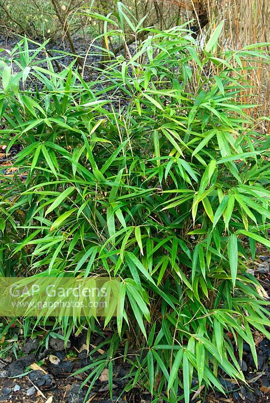 Pseudosasa japonica 'Tsutsumiana' - Bamboo. The Sir Harold Hillier Gardens/Hampshire County Council, Romsey, Hants, UK. December.