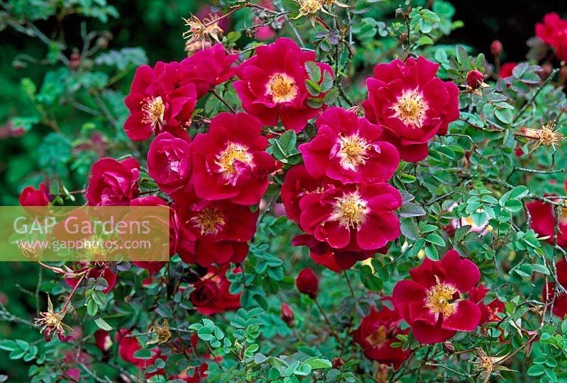 Rosa pimpinellifolia 'William 3rd'