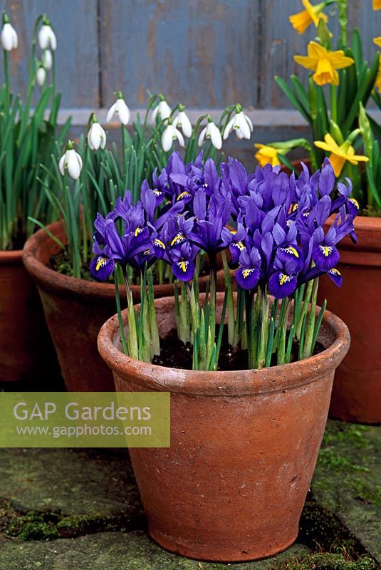 Bulbs in pots - Iris reticulata 'Harmony' Narcissus and Galanthus nivalis