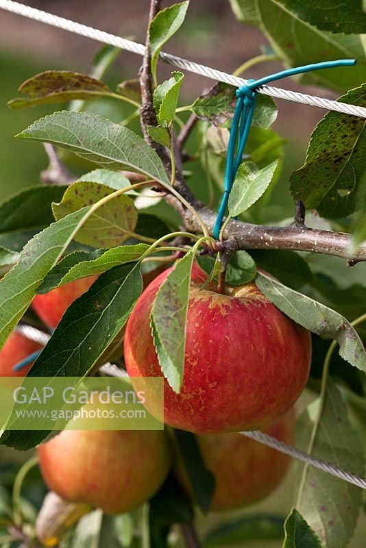 Malus domestica 'Red Falstaff' - Apple