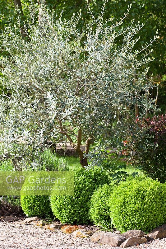 Olea europaea - Olive tree with balls of Buxus - Box lining a gravel path