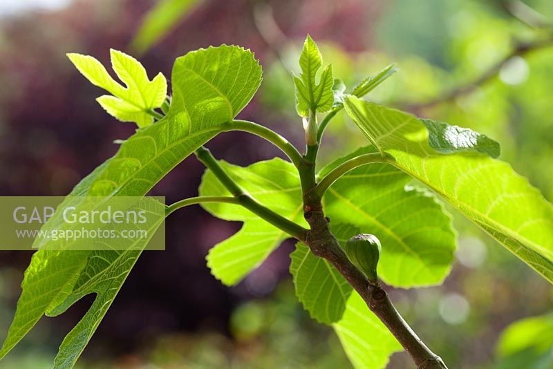 New spring foliage and fruit of Ficus carica - Fig