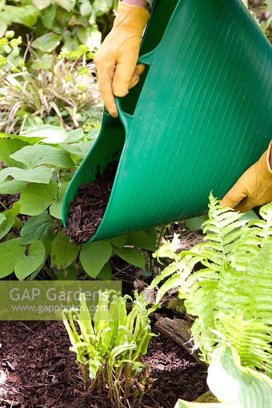 Mulching shade plants with composted wood chips