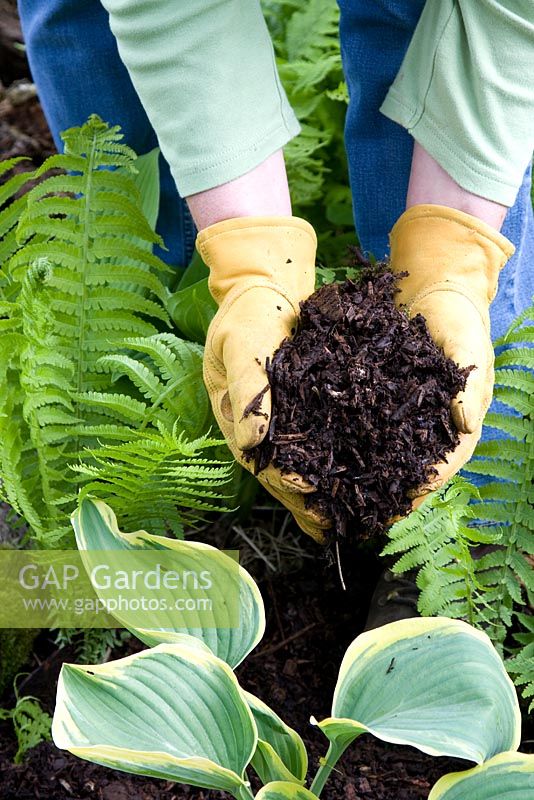 Mulching shade plants with composted wood chips to prevent weeds and retain moisture