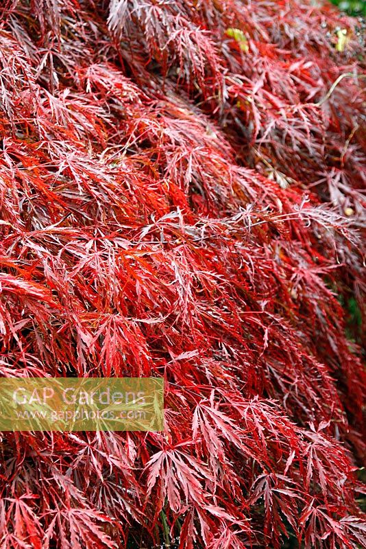 Acer palmatum dissectum 'Inaba-Shidare' AGM showing autumn colour