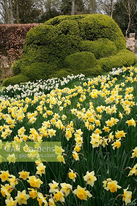 Narcissus - Daffodils backed by evergreen topiary 